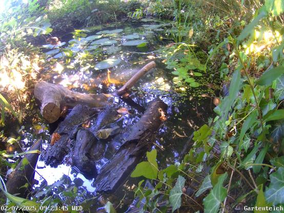 Screenshot Gartenkamera mit Blick auf umwucherten Gartenteich, Teichrosenblätter im Hintergrund, diverse Holzstück halbversunken im Vordergrund - in einer Pfütze zwischen den Holzstücken sitzt eine Blaumeise im Wasser, im Hintergrund wartet eine Amsel auf einem Zweig -  die Sonne scheint von rechts durch die Büsche