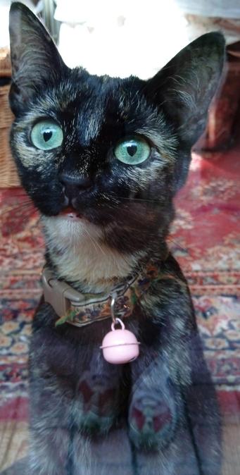 A small tortoiseshell cat watching from behind a window. She has owl-like round staring eyes and the goofiest expression.