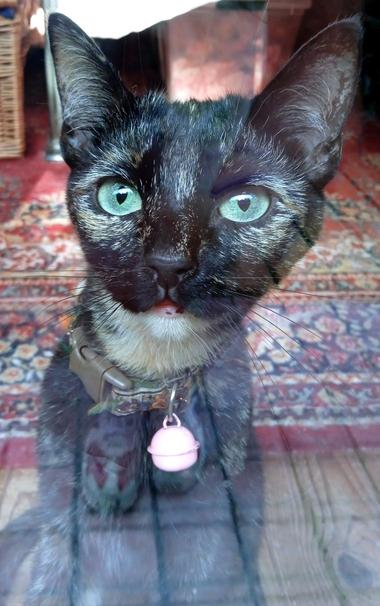 Same cat, looking straight ahead and slightly less goofy. She has enormous black pointy ears, a very angular face, white chin and pink lips, that are slightly open and add to the silliness of her facial expressions.
