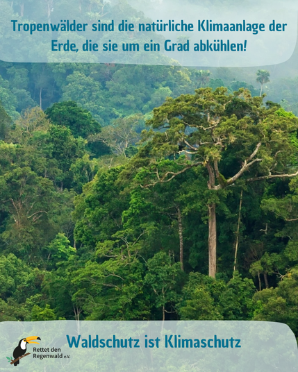 Tropenwälder kühlen die Erde um ein Grad. 