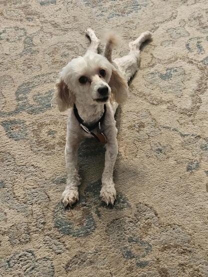 Cute little white dog, stretched out on her belly and talking to the person behind the camera. This dog wants a walk.