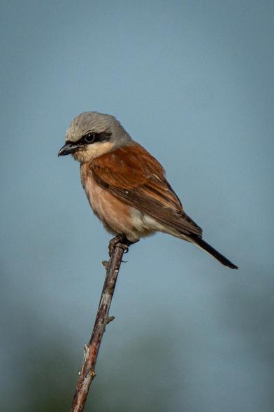 This side-on view shows a male red-backed shrike perched on the end of a leafless branch. The bird has a black stripe across its eyes and a grey head and neck. Its wings and back are brownish-red, and its belly is white with beige markings. The background is a blue sky with blurred trees below.