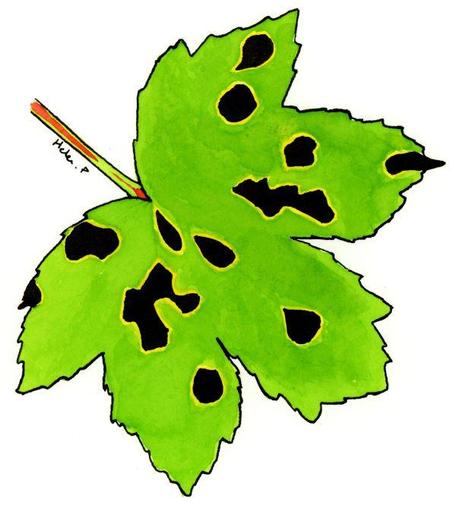 A picture of a simplified flat green leaf, with a black outline. There are black, tar-like spots on the surface, each surrounded by a thin outline of yellow chlorosis.