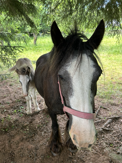Dwa kuce. Dorosły, a obok źrebak. 