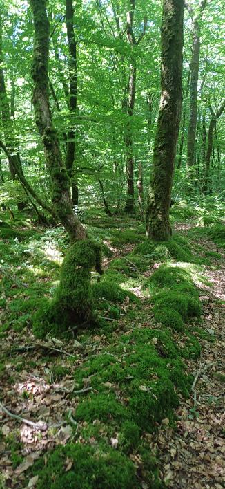Bois de Camors - Morbihan