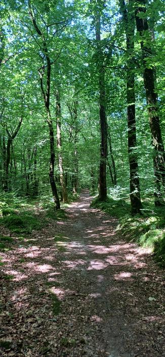 Bois de Camors - Morbihan