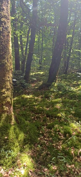 Bois de Camors - Morbihan