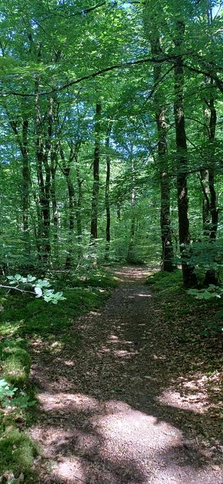 Bois de Camors - Morbihan