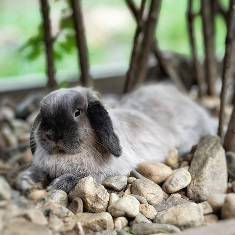 A fluffy, grey-and-black lop-eared bunny lounges calmly on a bed of smooth stones, looking relaxed.