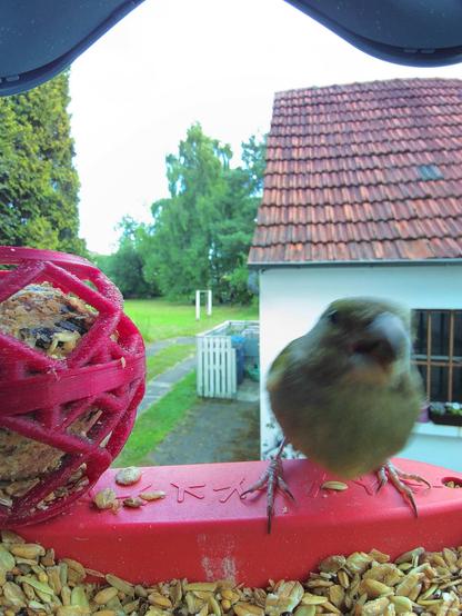 Grünfink im Futterhäuschen
