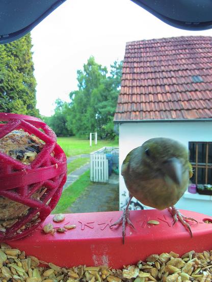 Grünfink im Futterhäuschen