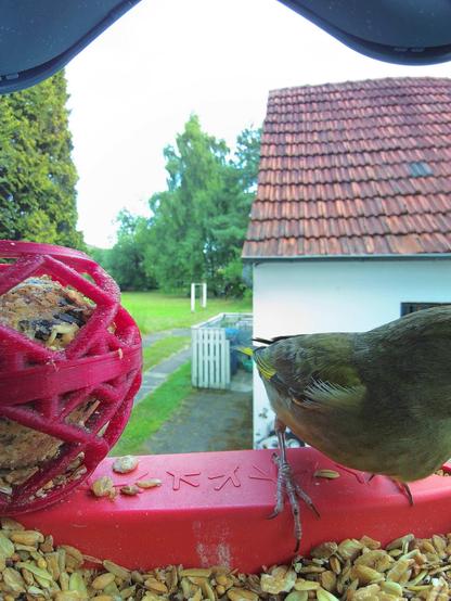 Grünfink im Futterhäuschen