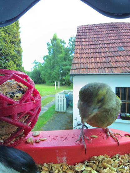 Grünfink im Futterhäuschen