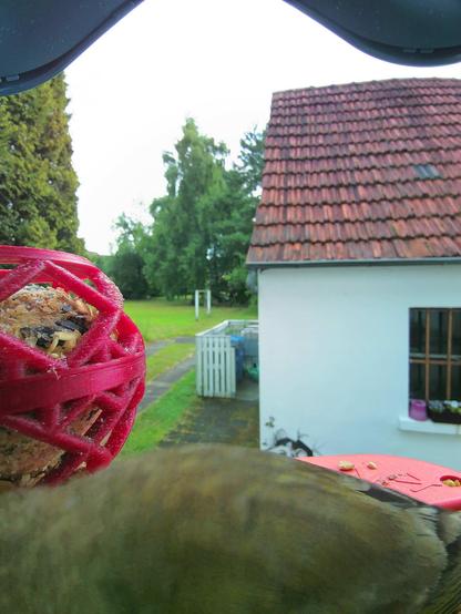 Grünfink im Futterhäuschen
