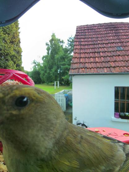 Grünfink im Futterhäuschen