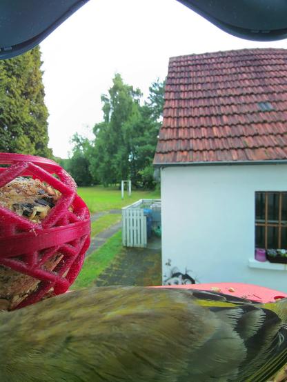 Grünfink im Futterhäuschen