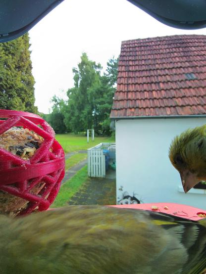 Grünfink im Futterhäuschen