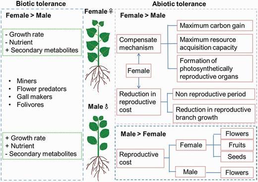 Sexually different tolerances to abiotic stress and biotic stress.