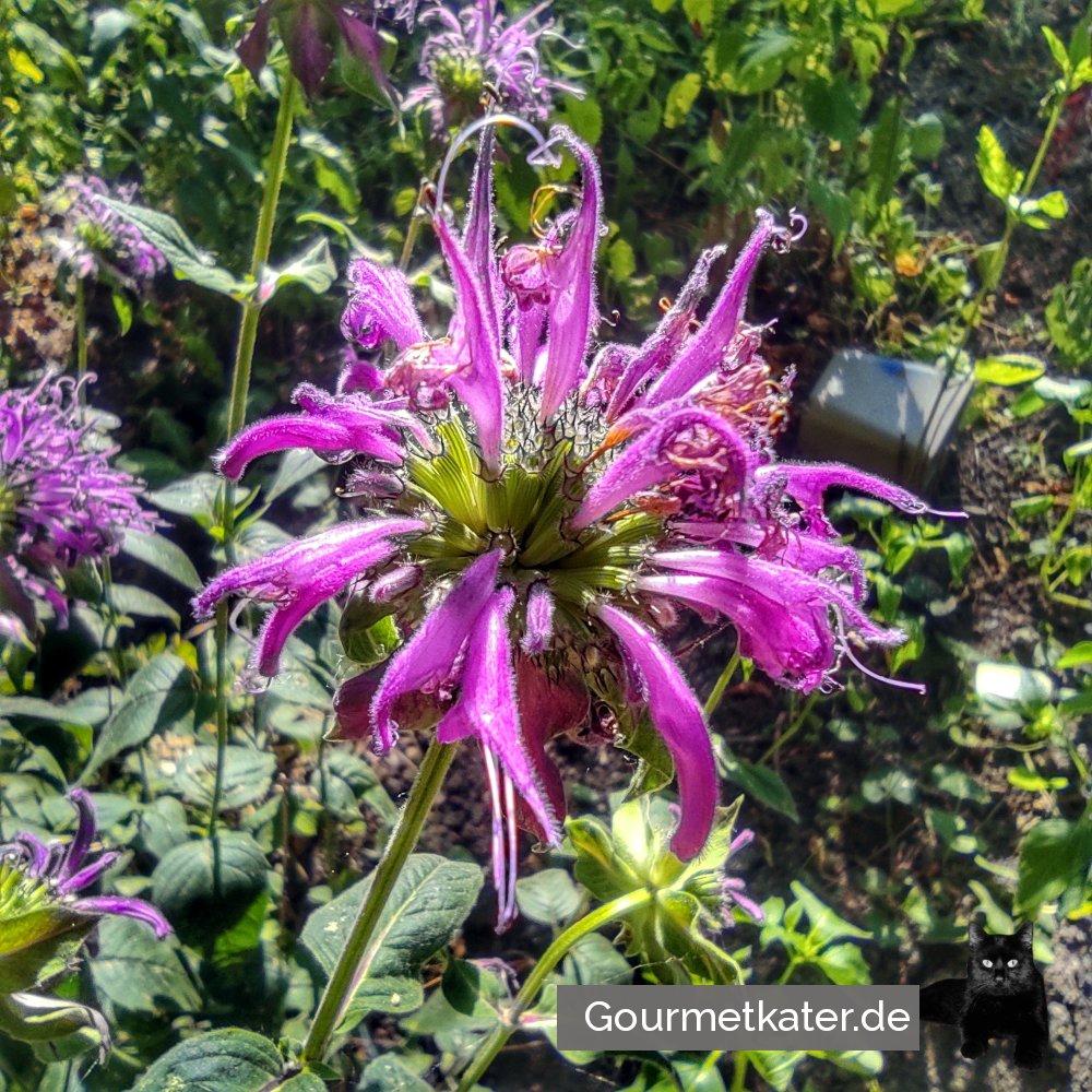 Im Garten
