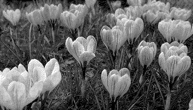 Monchrome image of crocuses with Floyd–Steinberg dithering.