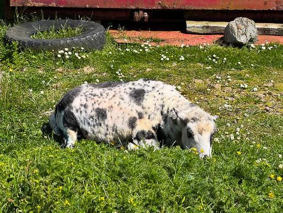 Shetland sheep