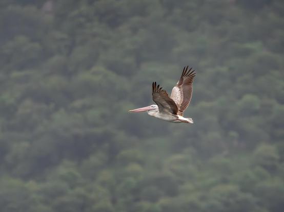 A Spot-Billed Pelican in flight against the blurred background of distant green vegetation