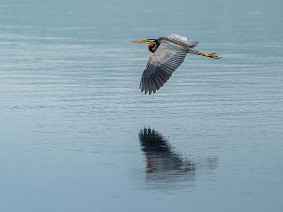 A Purple Heron flying over a lake,  its wings faintly reflected in the water.