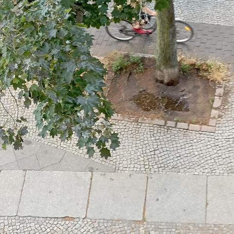 Eine rechteckige Baumscheibe, das  Wasser bildet gerade noch eine Pfütze, (die wenig später versickert sein wird)
Im linken Bildrand, ein Ast eines Ahornbaums, gepflasterter Fuß- & Radweg, dreierlei Art Pflaster, ein kleines Dreieck diagonal verlegter Quadratischer Gehwegplatten.
Gerade passiert ein Fahrrad den Baum.
Blick vom Balkon, 2.OG
