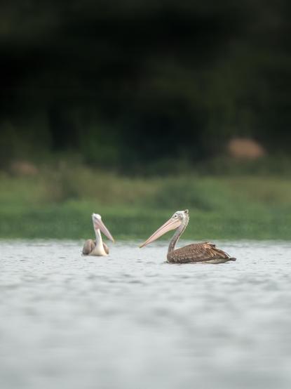 Two spot-billed pelicans swimming in the river.