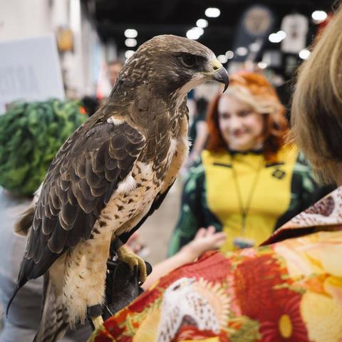 a red tailed hawk at Fan Expo Denver