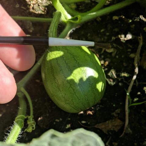 A photo showing the size of a watermelon on the vine. A small paint brush that is used for pollinating and a couple of finger tips are nearby. The watermelon is light green colored with dark stripes and is about 50mm in size.