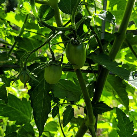 A photo showing two Amish paste tomatoes growing on the vine. They are elongated with a somewhat blunt tip. They are in the shade.