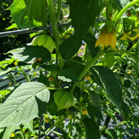 A photo showing a tomatillo plant with some pollinated fruit. They are paper balloon looking light green with stripes husks that grow fast to full size then the fruit inside slowly fills it up. There are some large yellow flowers on the plant shown too.