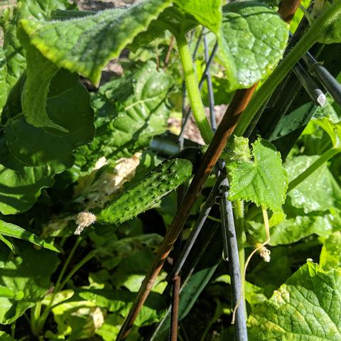 A single cucumber that looks prickly. It is growing from a plant that's seed was saved from a Muncher cucumber but it could be a hybrid between a Marketer cucumber.