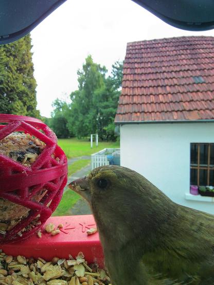 Grünfink im Futterhäuschen