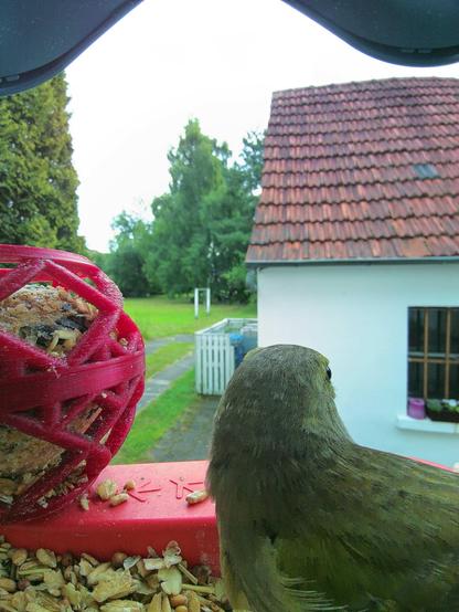Grünfink im Futterhäuschen