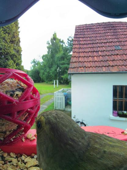 Grünfink im Futterhäuschen