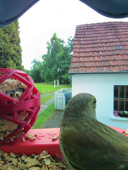 Grünfink im Futterhäuschen