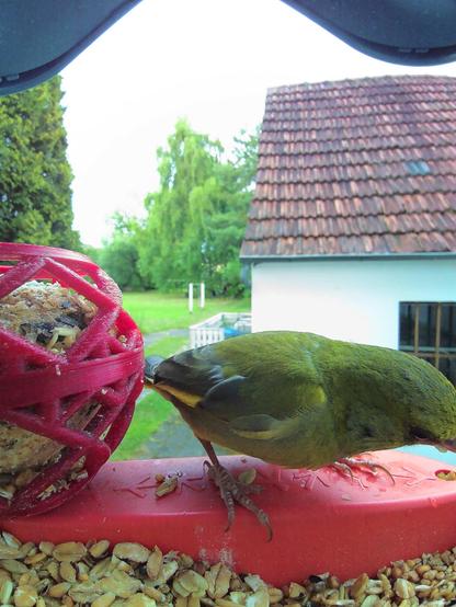 Grünfink im Futterhäuschen