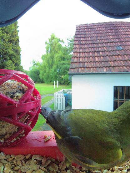 Grünfink im Futterhäuschen