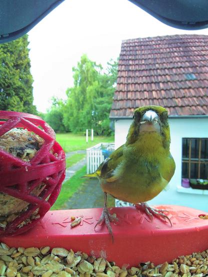 Grünfink im Futterhäuschen