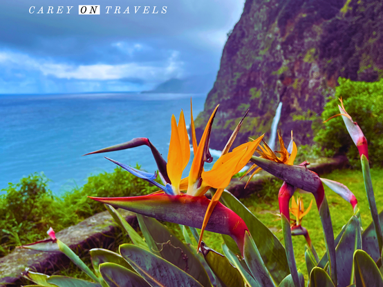 Bird of Paradise Flower overlooking a Waterfall on the North Coast of Madeira