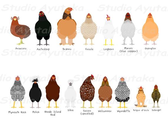 popular chicken breeds clipart bundle.