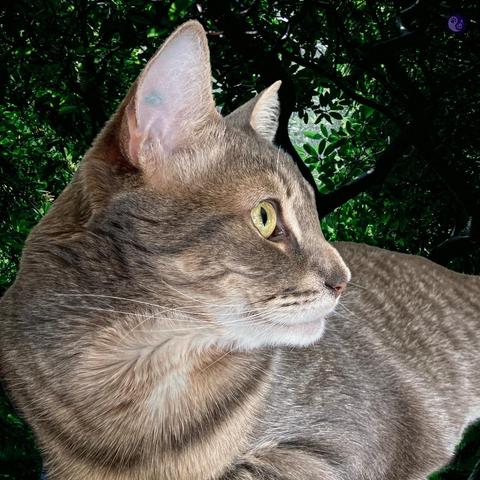 Against the background of a dark forest, there's a photoillustrationg of a gray tabby cat face in profile, looking off frame. He has tall, triangular ears, one of which is marked with a green smear of his neutering tattoo. His nose is large and arched. His torso fades into the distance from the angle., illustrating What’s in my cat: Profile.