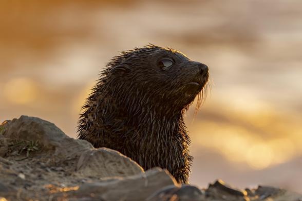 A wet New Zealand fur seal pup sits beside rocky coastal terrain, bathed in warm golden light from the rising sun. Its face is softly illuminated, gazing toward the light with a calm, reflective expression. The background is a soft blur of sunlit ocean, glowing in hues of orange and gold.

