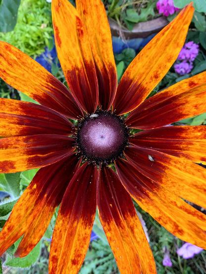 Large fully bloomed flower with petals in an orange to dark red gradient with a purple center
L