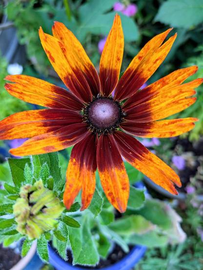 Large fully bloomed flower with petals in an orange to dark red gradient with a purple center