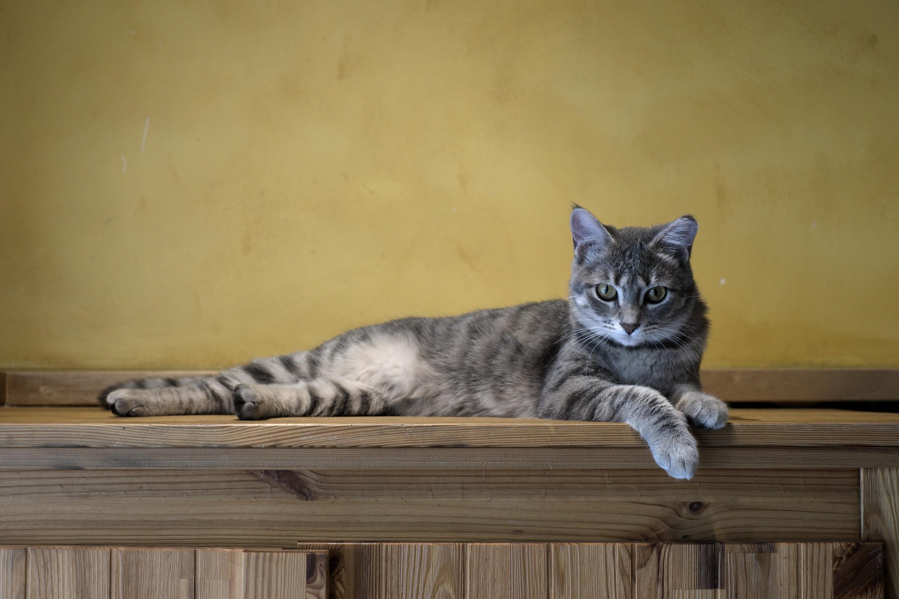 Unedited photo of a gray striped cat lying on a wooden shelf against a yellow wall. It's pretty plain, and the colors tend towards ugly.