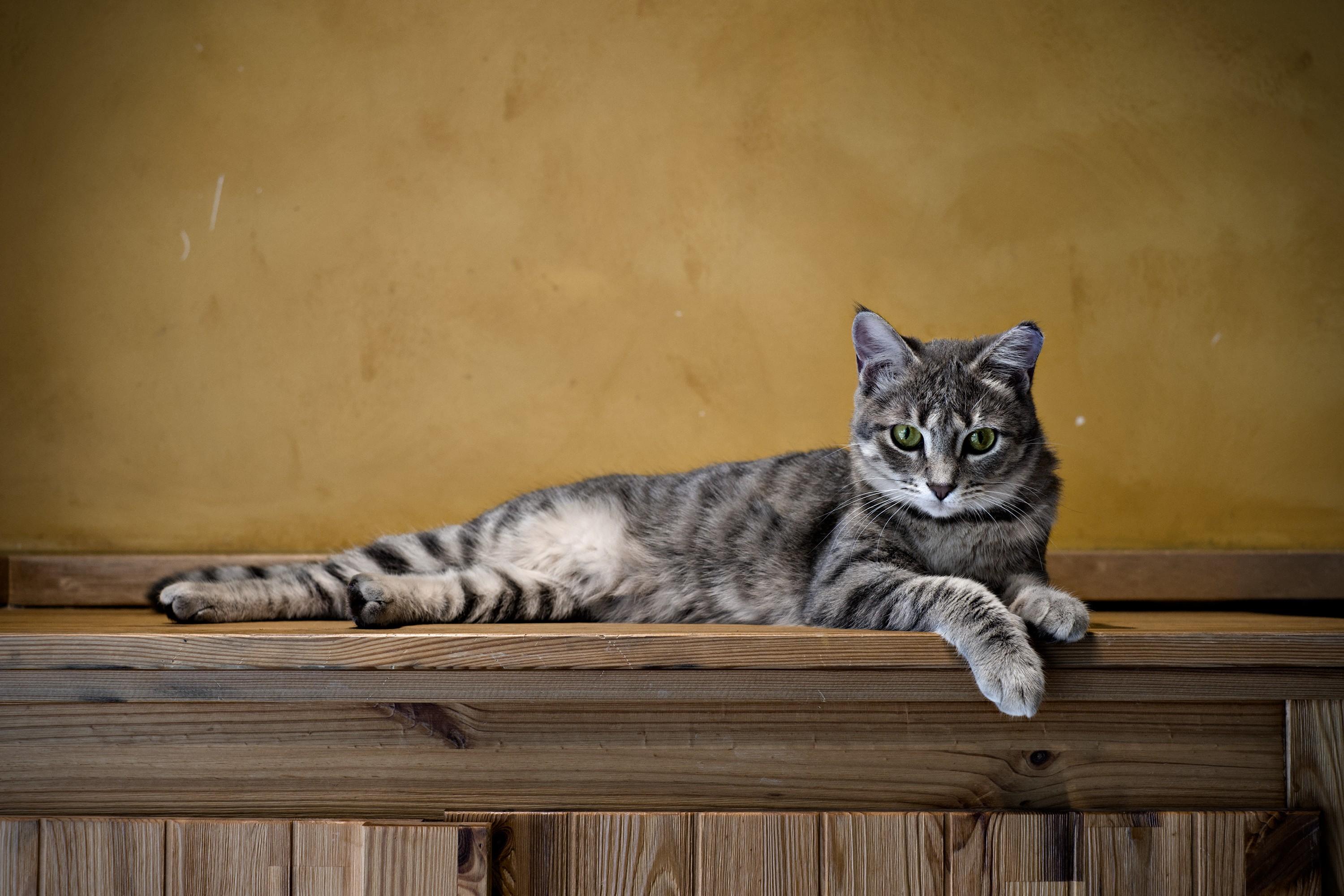 Gray striped cat lying on a wooden shelf against a yellow-brown textured wall. The cat's head is up and it looks vaguely towards the camera. It exudes an overall regal look. The photo is  edited with exaggerated contrast and texture, in warm brown hues.