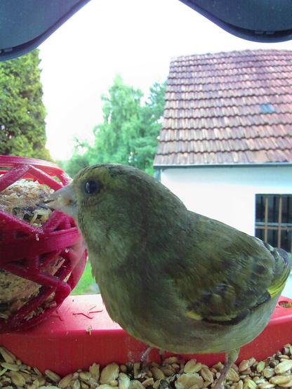 Grünfink im Futterhäuschen